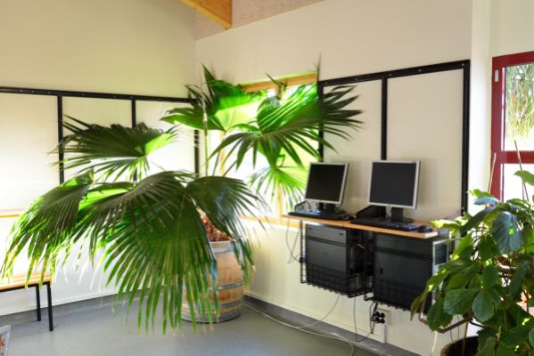 Ett rum med en stor palm och på väggen sitter två datorer med skärmar.