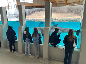 Fem ungdomar tittar in ett akavrium med haj