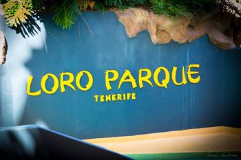 Logotype för Loro Parque, blå bakgrund med gul text