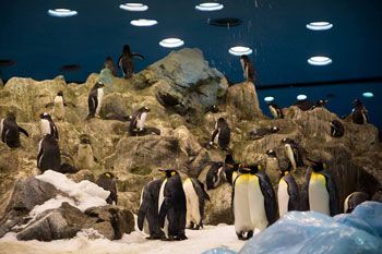 Pingviner inne på djurparken