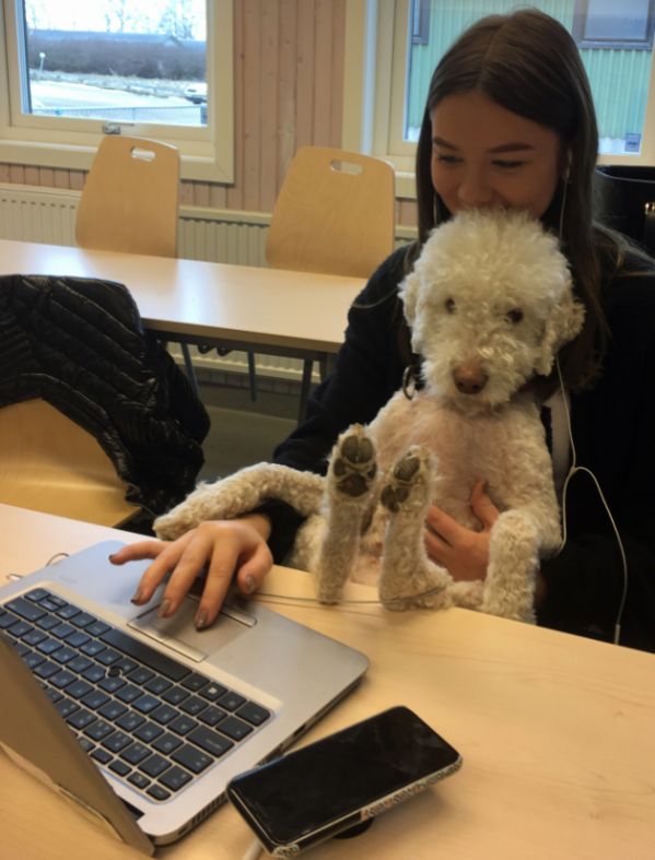 Elev sitter vid skolbänken och skriver på sin bärbara dator med en vit lockig hund i knät.