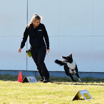 Enkvinna med en hund