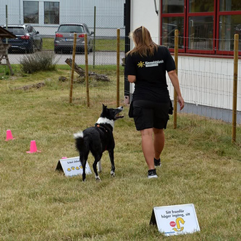 En hund med sin hundförare