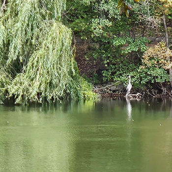En fågel vid en sjö
