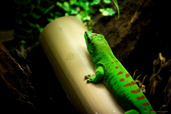 En grön reptil på en gren