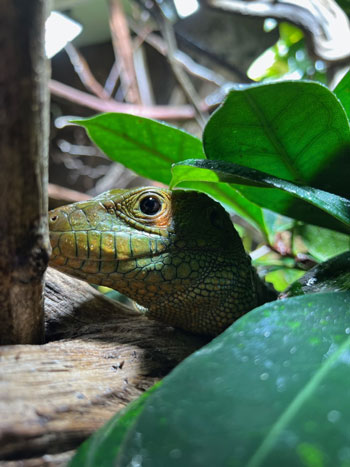 Huvudet på en grön orm bland gröna blad