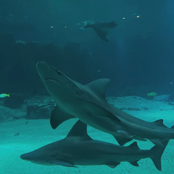 Hajar i ett akvarium