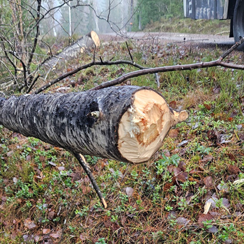 En björk som fällts och ligger på backen