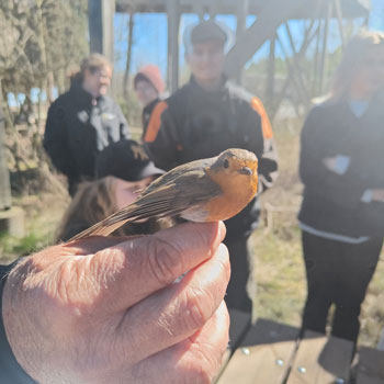 En liten fågel i en hand