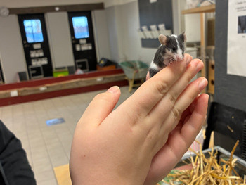 En hand som håller en liten mus