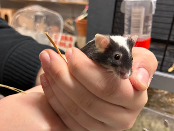 En hand som håller en liten mus