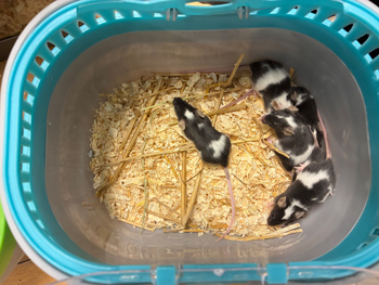 En hink med flera möss i