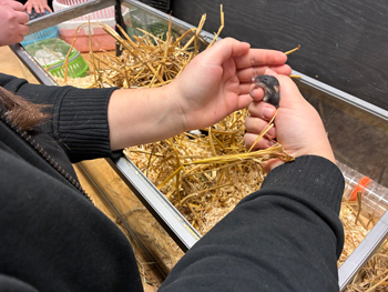 Två händer håller en liten mus