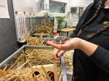 En hand som håller en liten mus