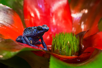 En blåaktig pilgiftsgroda sitter på en röd blomma med grön pistill