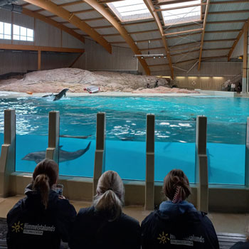 Tre ungdomar tittar ut över en bassäng med delfiner