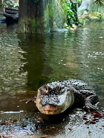 En krokodil ligger i vattnet