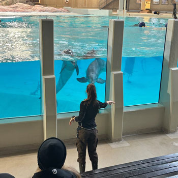 En person står vid ett akvarium med stora djur