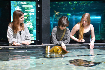 Tre tjejer tittar ner i ett akvarium