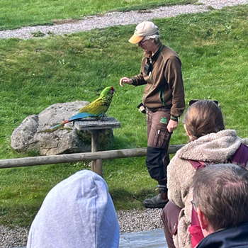 En människa tränar en grön fågel