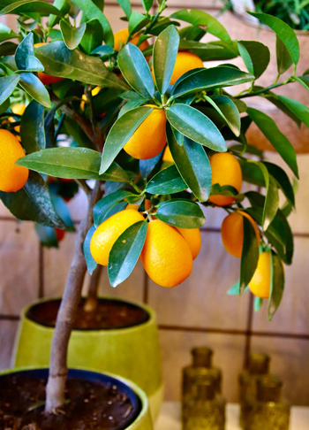 Närbild på en krukväxt med citrus på