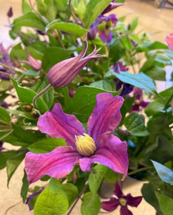 Närbild på en rosa blomma omgiven av gröna blad