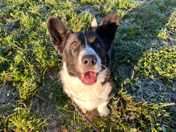Närbild på ansiktet på en svartvit hund