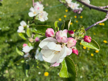 Blommande tr&auml;dg&aring;rd