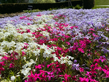 Blommande tr&auml;dg&aring;rd