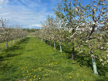 Blommande tr&auml;dg&aring;rd