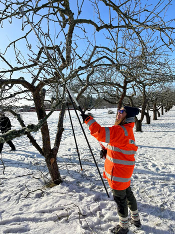 En person jobbar med trädbeskärning