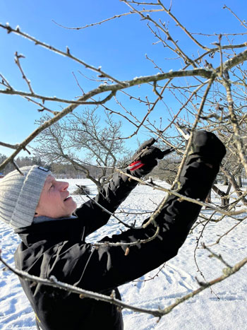 En person jobbar med trädbeskärning