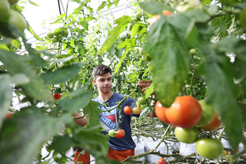 En ung kille står bland stora tomatplantor i ett växthus
