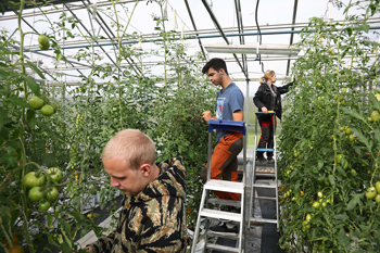 Tre elever i ett växthus med tomatplantor