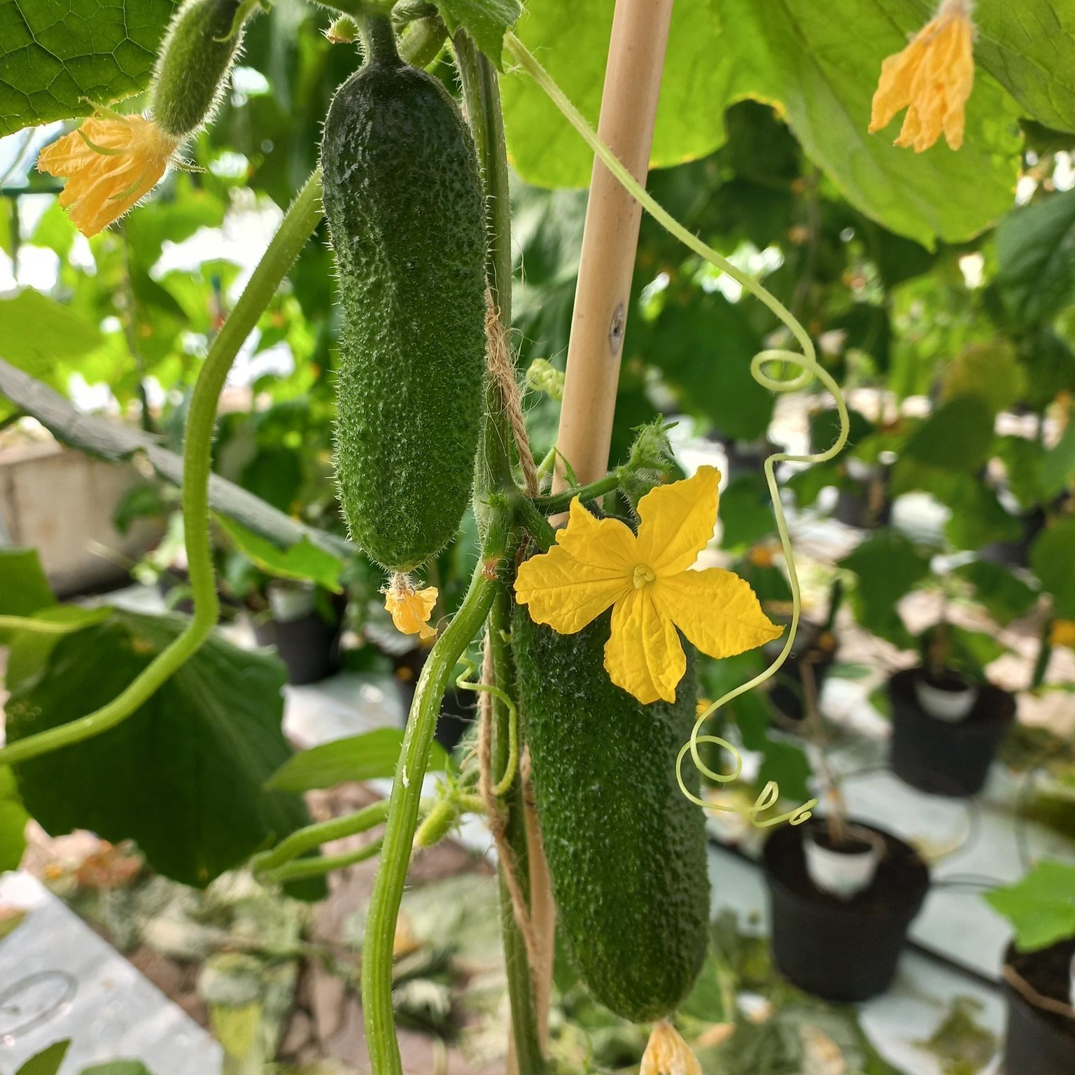 gurkplanta