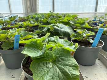 Plantor i v&auml;xthus