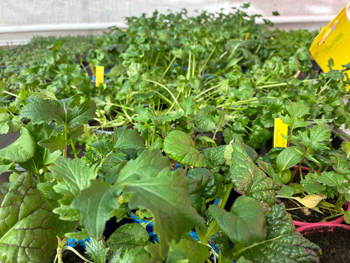 Plantor i v&auml;xthus