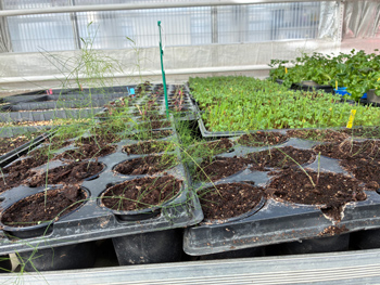 Plantor i v&auml;xthus