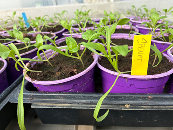 Plantor i v&auml;xthus