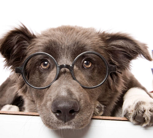 Hund med glasögon