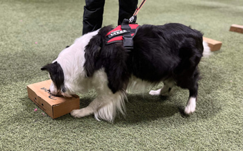 En hund nosar på en kartong