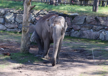 En elefant