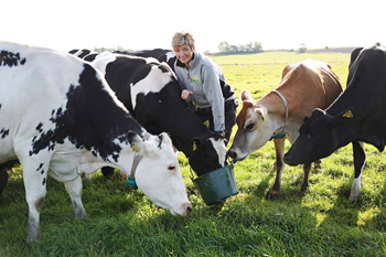 En kvinna matar flera kor i en hage