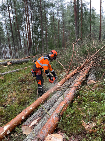 En person i skyddsutrustning såger med motorsåg